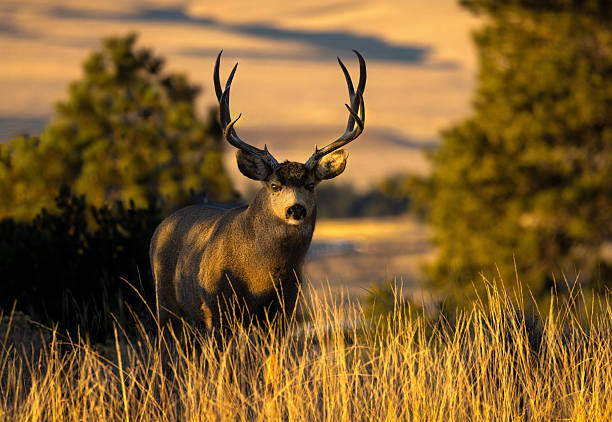 istock Big Buck in the Late Afternoon Winter Light 2243494476