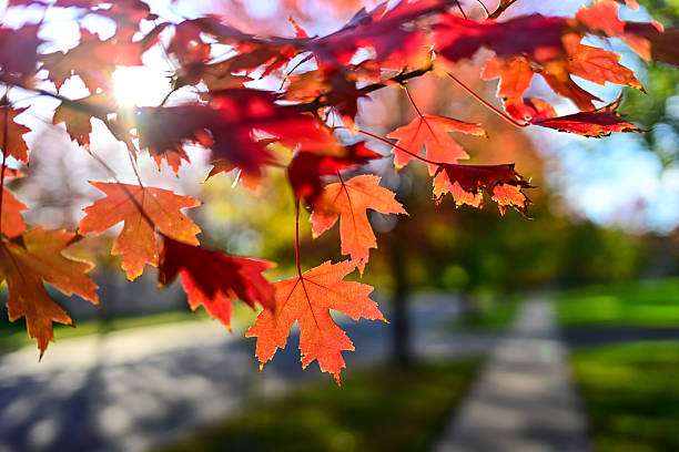 Change of Season Fall Colors