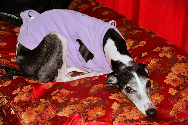 Greyhound dog outdoors in the morning
