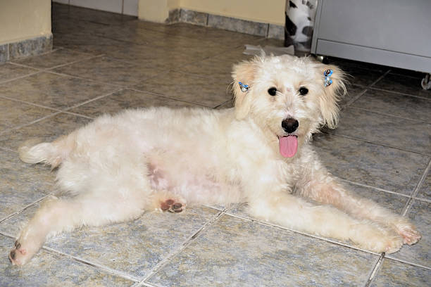 Mixed-breed dog lying on the cold floor.