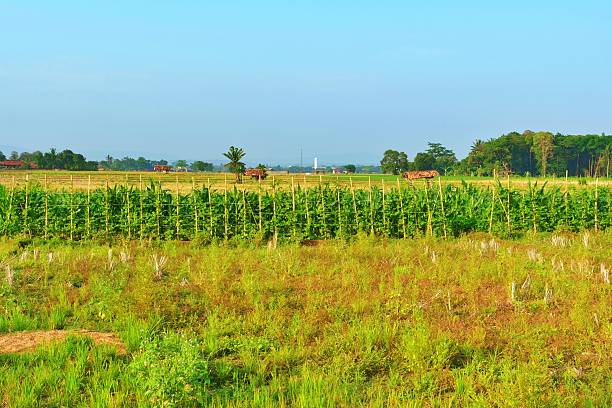 Green grass field under white clouds in a blue sky, Nature photography, Stripe of forest and mountains between a cloudy sky and green grass field.