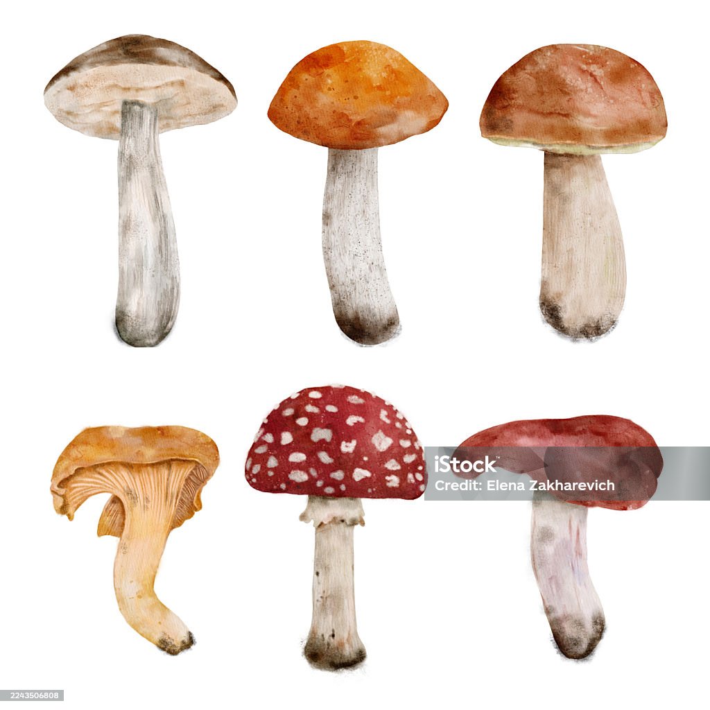 Arrangement of different mushroom types for chef presentation Varied mushroom display, Display of different watercolor mushrooms like bolete and chanterelle arranged flat for chef. set of watercolor hand-drawn isolated illustrations Animals In The Wild stock illustration Arrangement of different mushroom types for chef presentation Varied mushroom display, Display of different watercolor mushrooms like bolete and chanterelle arranged flat for chef. set of watercolor hand-drawn isolated illustrations Animals In The Wild stock illustration