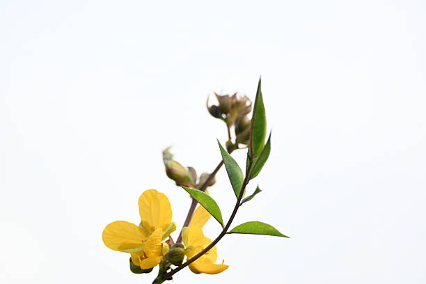 Senna occidentalis plant flower. Its common names septicweed, coffee senna, coffeeweed, Mogdad coffee, negro-coffee, senna coffee, Stephanie coffee flower, stinkingweed and styptic weeds.