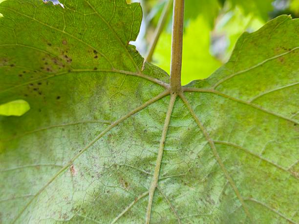 istock Green Leaf Veins in Sunlight – Nature’s Geometric Perfection 2243508120