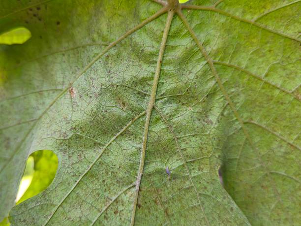 istock Green Leaf Veins in Sunlight – Nature’s Geometric Perfection 2243508133