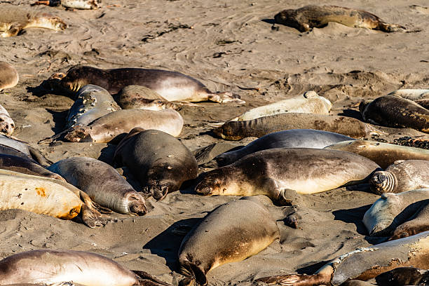 istock California Sea Lions 2243510436