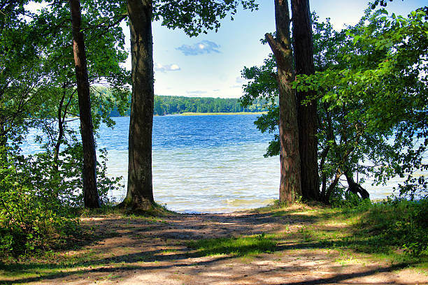 istock Tranquil Forest Path Opening to Lake View Under Sunlit Sky with Shimmering Water 2243515402
