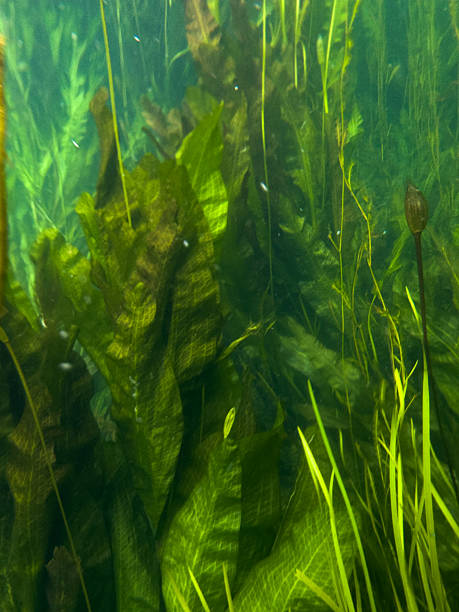 istock Waterweeds at at Jiudun skylight(广西九顿天窗) 2243516815