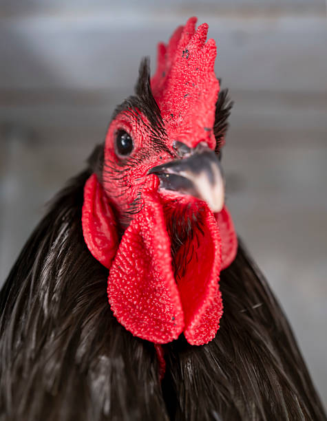 istock Chicken awaits its owner to feed it. 2243518424