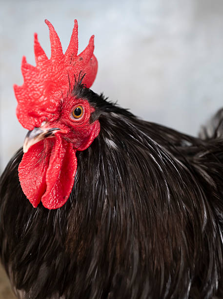 istock Chicken awaits its owner to feed it. 2243518625