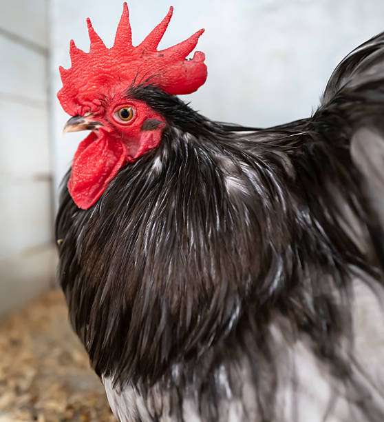 istock Chicken awaits its owner to feed it. 2243518643