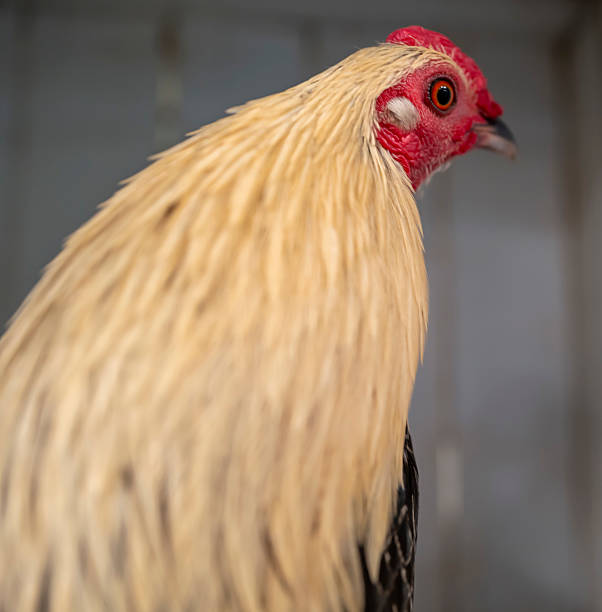 Close up of Chicken awaiting  its owner to feed it.