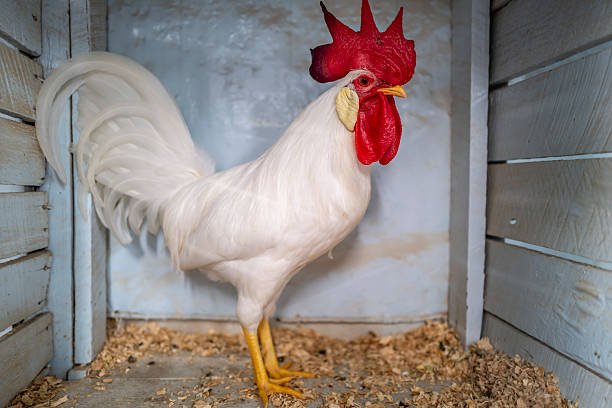 Close up of Chicken awaiting  its owner to feed it.
