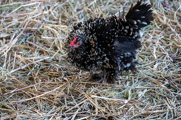 Close up of Chicken awaiting  its owner to feed it.
