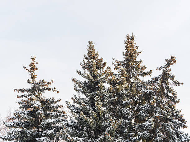 istock Green spruce branches with needles and cones against a blue sky in winter. Many cones on spruce. Fir tree. 2243519077
