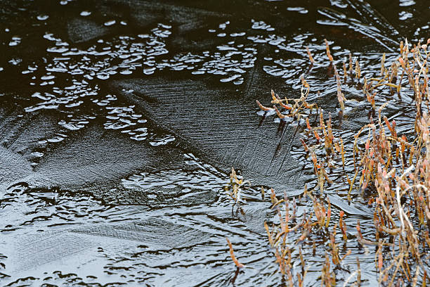 Frozen water patterns with some trapped plants