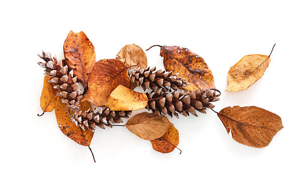 istock Autumn Leaves and Pine Cones on White Background 2243520097