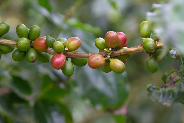 Coffee Beans on Branch: A close-up view captures the vibrant essence of coffee cultivation, showcasing a branch laden with ripening coffee beans in various stages of development.
