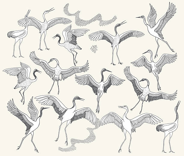 Vector dancing crane birds. Black and white hand drawn sketches on a beige background