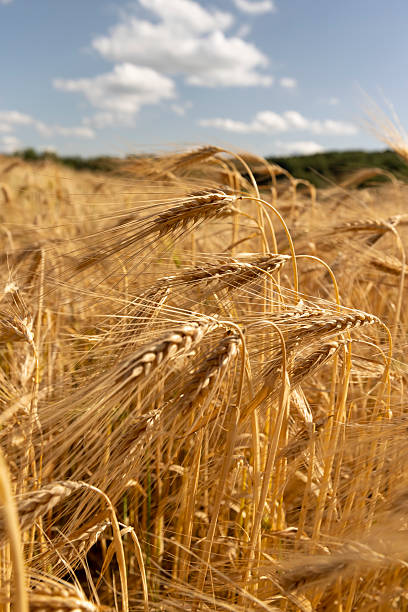 yellow cereals in the summer field, a field with yellow cereals in eastern Europe before harvesting for food production, cereals in bright sunlight, closeup