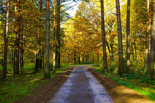 Autumn Path Through a Golden Forest