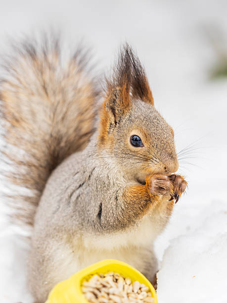 istock The squirrel in winter sits on white snow. 2243523015