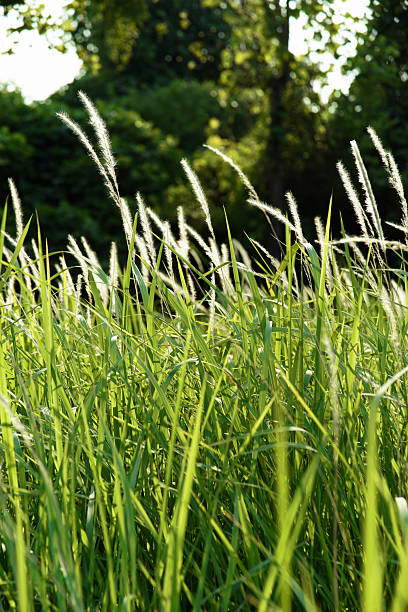 istock Grass Clings to Clothes, Leisure Hides in the Cup 2243524957