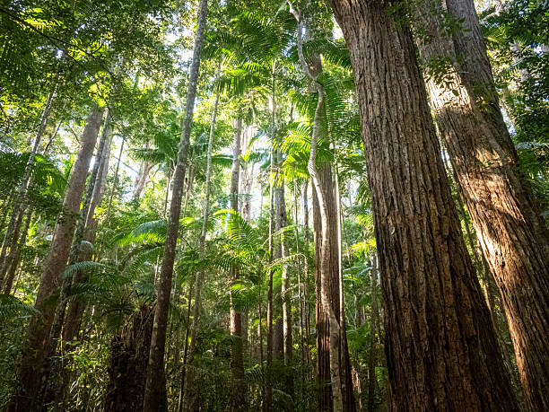 istock Rain Forest Trees, K'gari Island, Queensland 2243526324