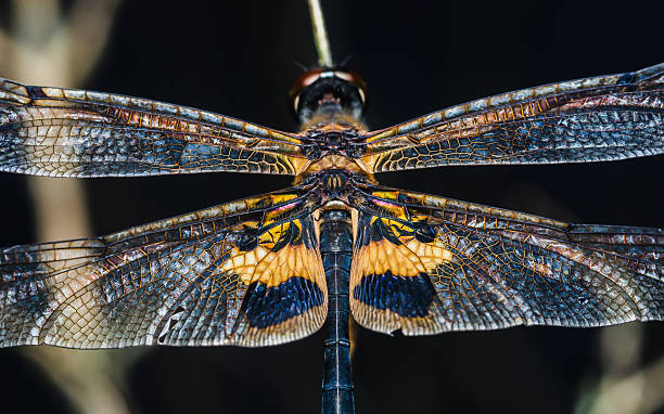 istock Intricate details on dragonfly wings and body 2243526775