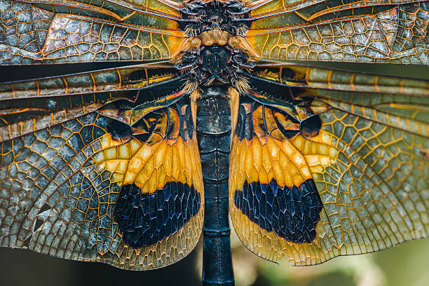 istock Dragonfly wings displaying intricate natural pattern and texture close up 2243526796