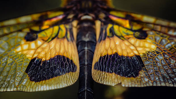 istock Dragonfly wings showing intricate natural pattern and texture close-up 2243526799