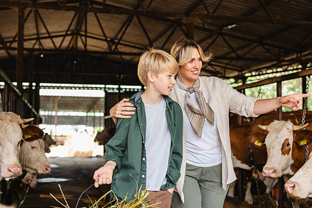 istock Mother and son visiting farm barn with cows 2243528790