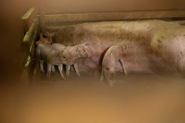 Piglets crowding around a large sow in a barn, some suckling milk, illustrating farm life, animal husbandry, motherhood and early growth in a rural livestock setting