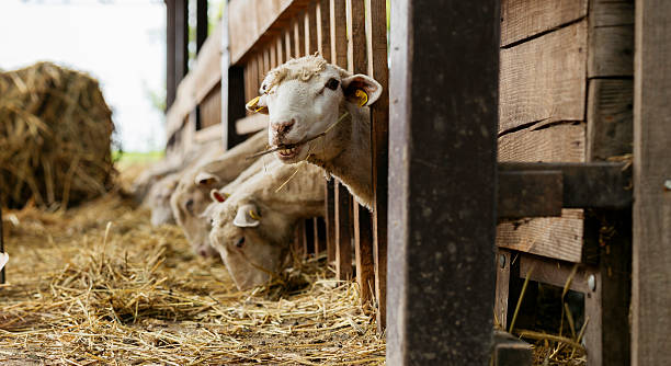 istock Sheep eating hay in rustic wooden barn 2243528843