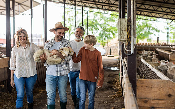 istock Farming family carrying a lamb in a sheep barn 2243528884