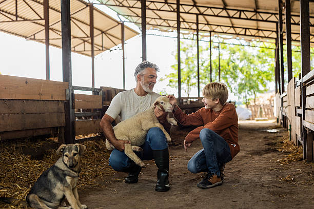 istock Grandfather holding lamb with grandson bonding in barn 2243528886