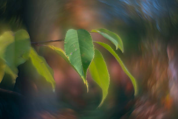 Romantic, twisted fragments of autumn, full of imperfections.