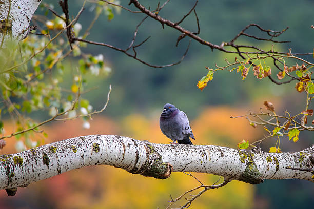 A pigeon perched on a birch tree branch with autumn foliage in the background.