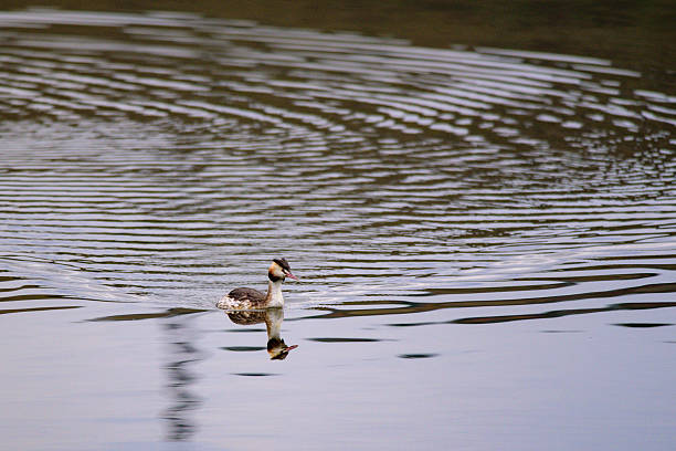 istock Lone Duck Swimming on a Calm Lake 2243534065