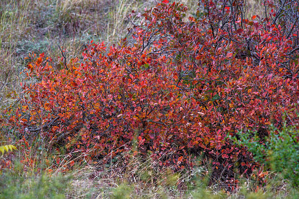 Vibrant red autumn leaves on a bush in a grassy field.