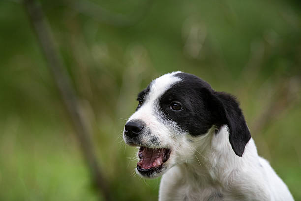 istock Black and White Puppy Barking Outdoors 2243534488