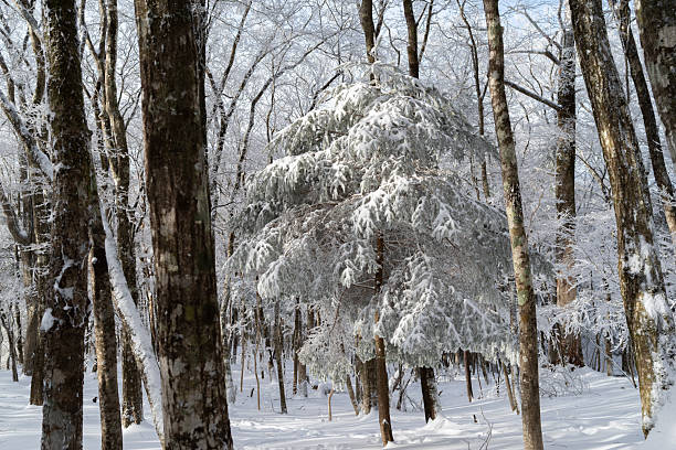 Beautiful frost forest