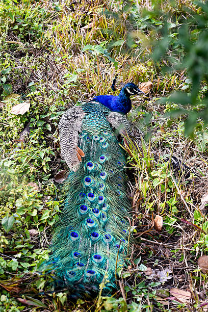 istock Vibrant Peacock Displaying Iridescent Tail Feathers Among Dense Grass and Emerald Greenery, Bright Blue Plume 2243537566