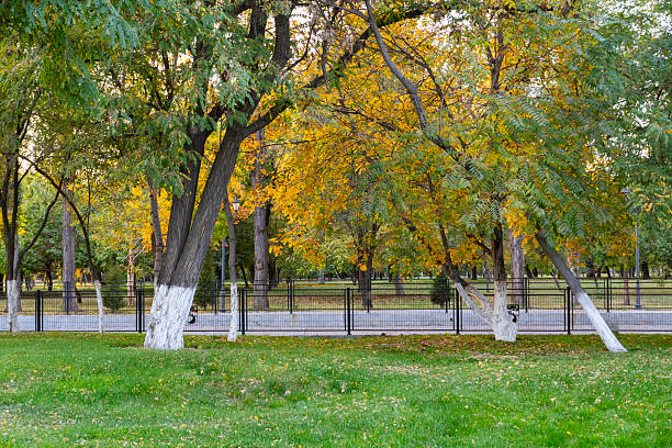 Autumn park with green grass, yellow leaves, and tree trunks painted white. Peaceful seasonal landscape in soft evening light