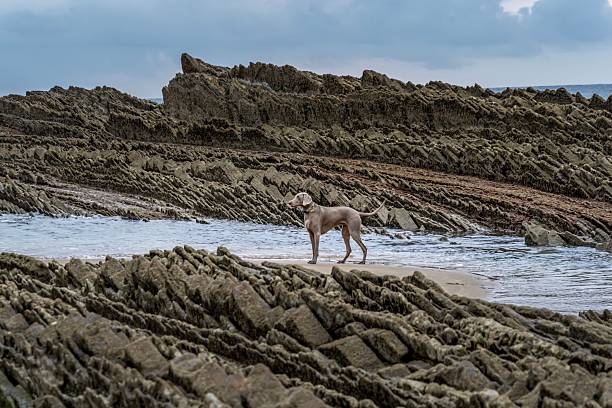Weimaraner Dog on Itzurun Beach with Dramatic Flysch Geological Rock Formations, Zumaia, Basque Country, Spain, Coastal Landscape