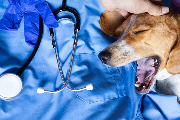 Jack Russell Terrier dog holds a stethoscope in his teeth on a white background