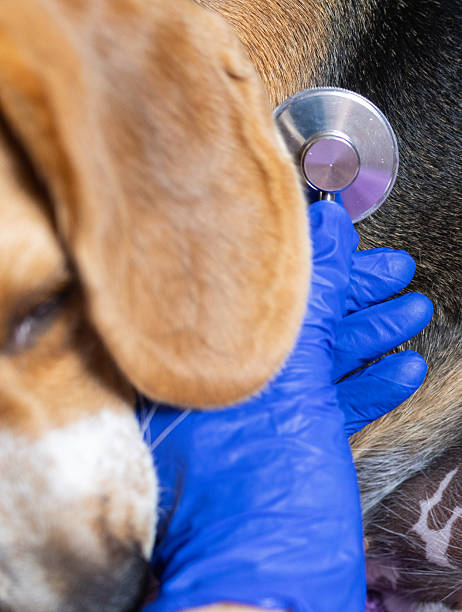 istock Veterinarian using stethoscope checking beagle dog's health 2243543105