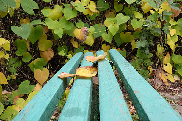 istock Green bench surrounded by autumn leaves in a peaceful garden setting 2243543266