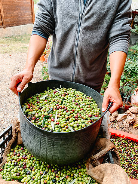 istock man grips a heavy arbequina olive basket 2243543492