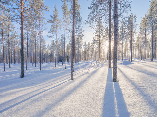istock Winter landscape in the forest. Trees covered with snow. Sun rays through the trees. Winter wonderland. Scandinavian countries. Landscape in winter time. Background, wallpaper, postcard. 2243545660